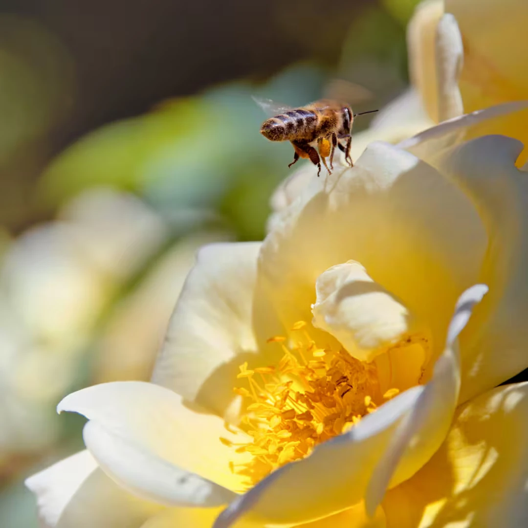 Bij en bloem close up