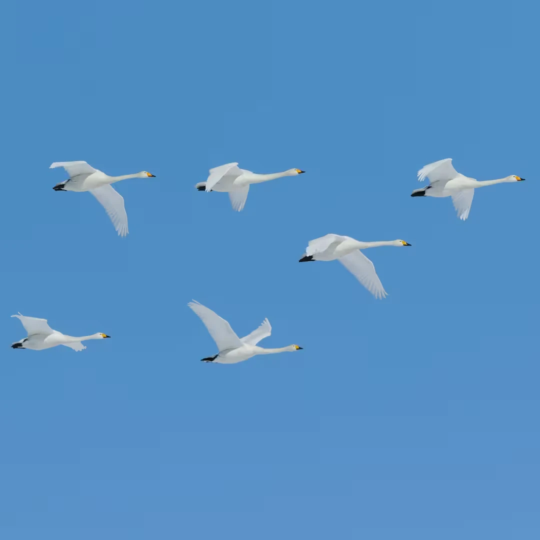 Ganzen vliegen in lucht