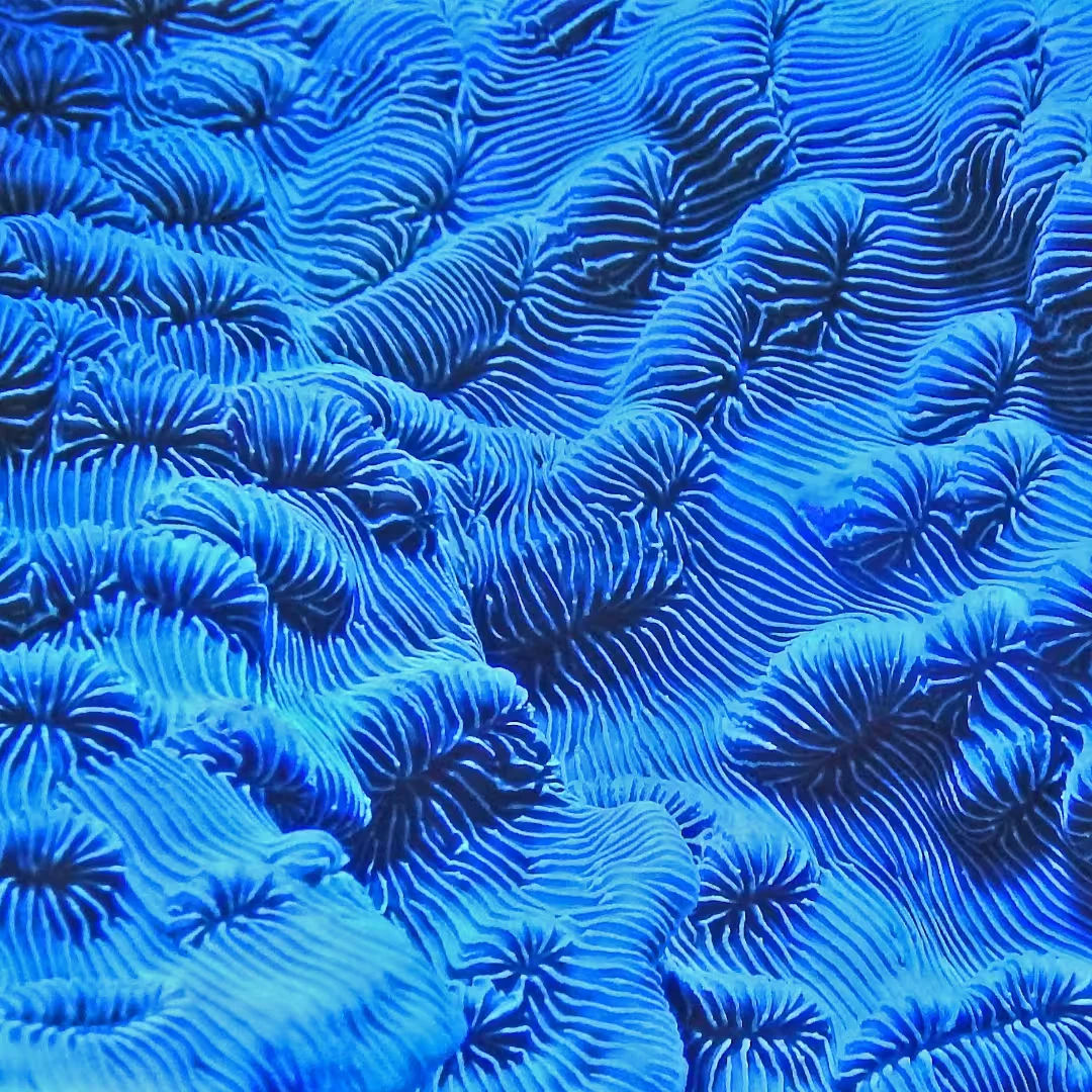 Blauw koraal natuur