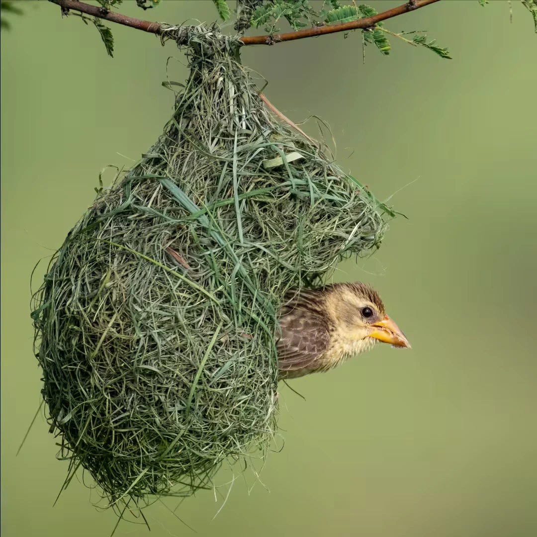 vogel in nest