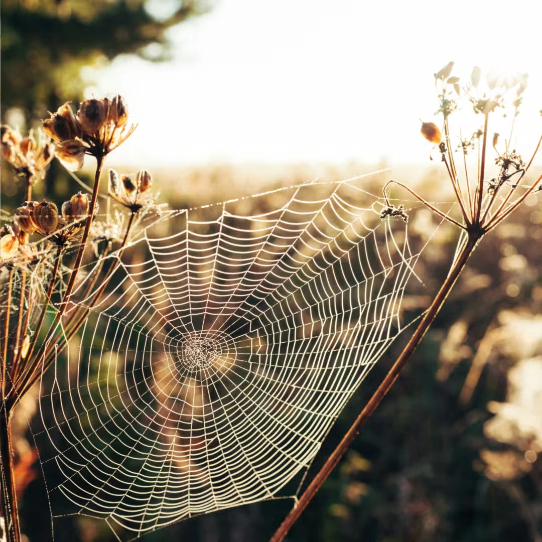 Spin in een web