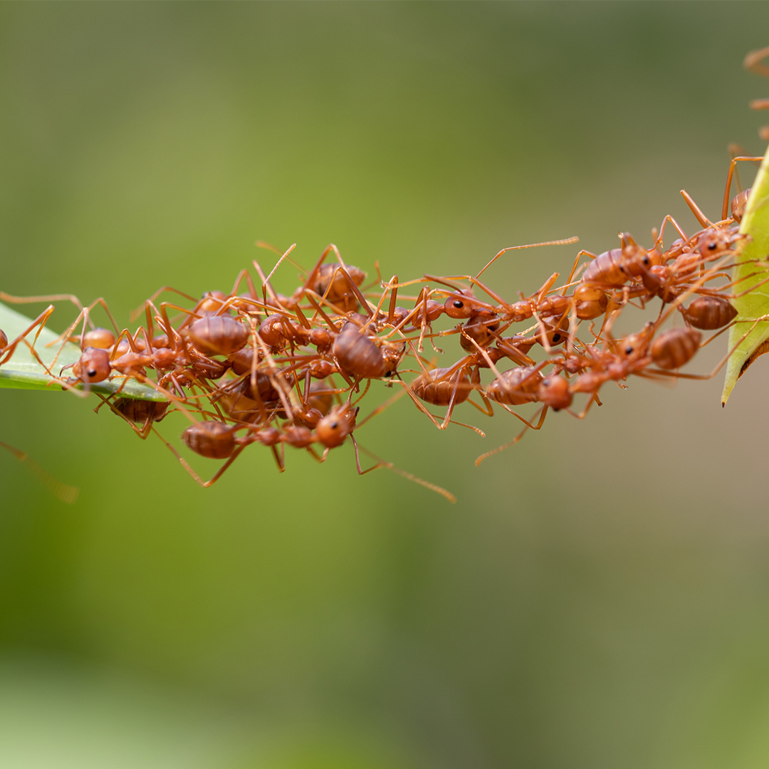 Ant action standing.Ant bridge unity team,Concept team work together